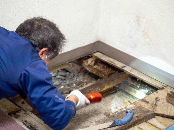 Best Industrial Mold Remediation in Prospect, KY